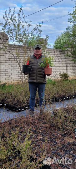 Голубика саженцы