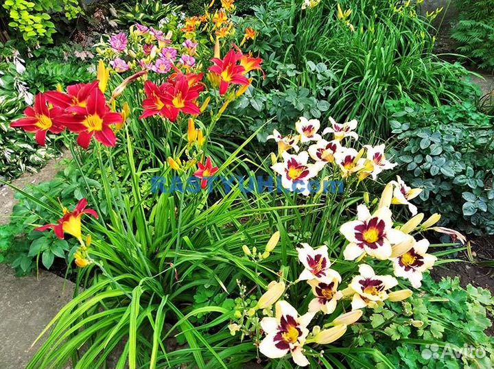 Набор лилейников. Распродаю излишки из своего сада