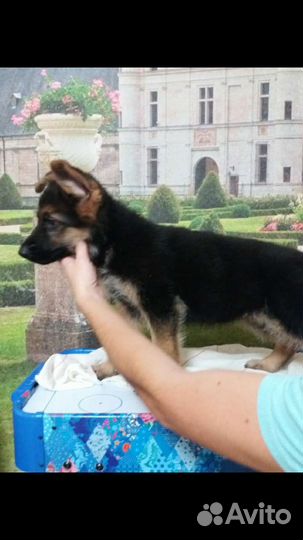 Щенки немецкой овчарки