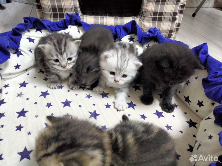 Шотландские котята
