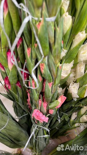 Гладиолусы