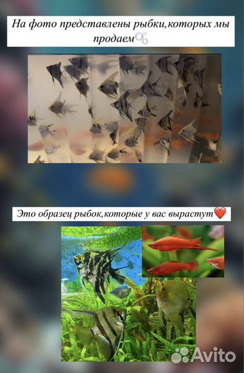 Аквариумные рыбки