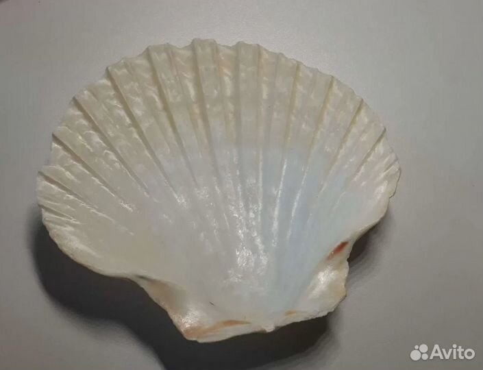 Ракушки настоящие
