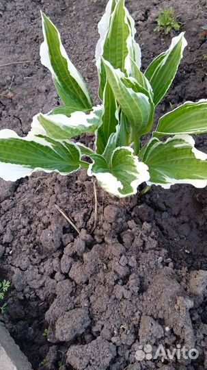 Многолетники