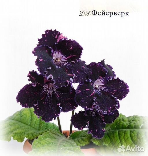 Стрептокарпусы