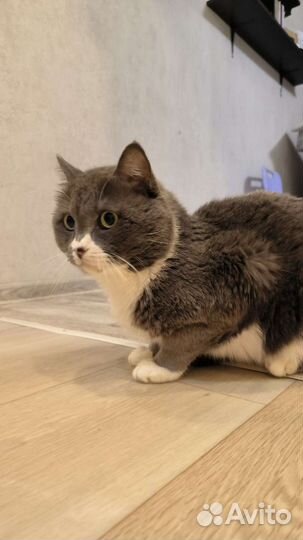 Котик Марсик