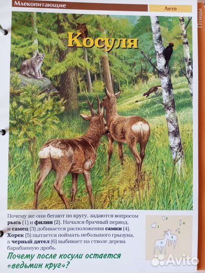 Журналы про лес