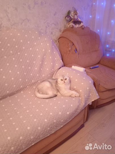 Отдам в добрые руки котика