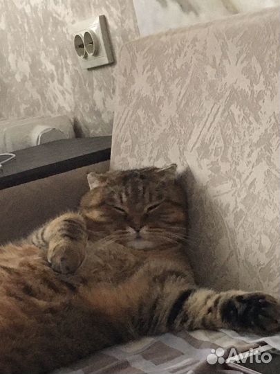 Шотландец вислоухий кот