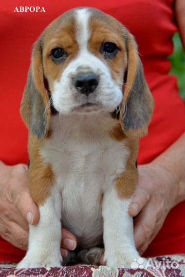 Щенки Бигль