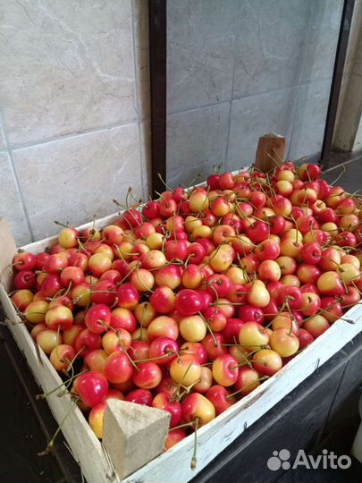 Черешня оптом сорт: Ярославна, Франс Иосиф, Дайбер