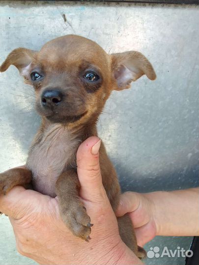 Той тейер мальчик и девочка есть ерки торг