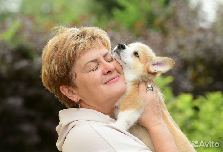 Щенки корги пемброк