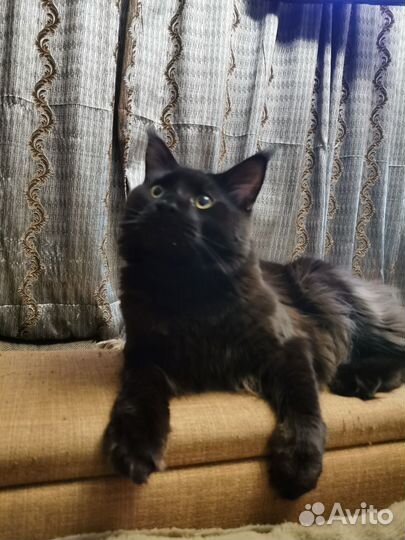 Кот мейн-кун вязка