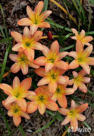 Зефирантес. Выбор сортов с доставкой