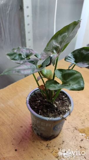 Сингониум три вида