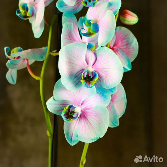 порно голубая орхидея порно онлайн. Порно ролики с порно голубая орхидея в хорошем HD качестве.