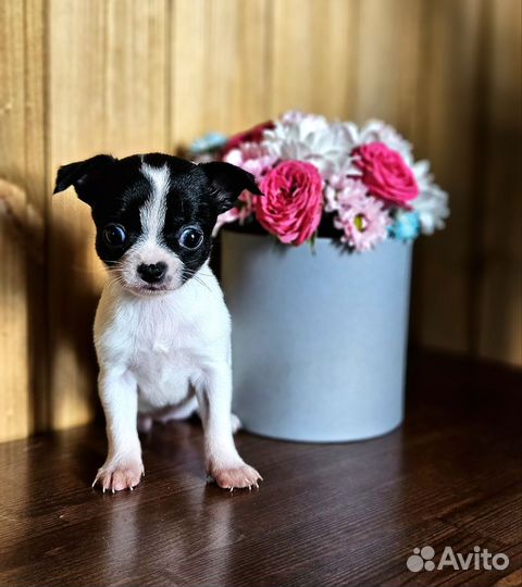 Щенки чихуахуа