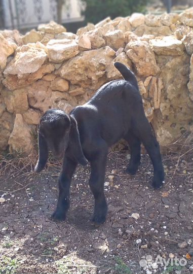 Козочка камори