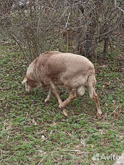 Ягнята баранчики