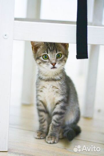 Тигрица малышка Даниэль