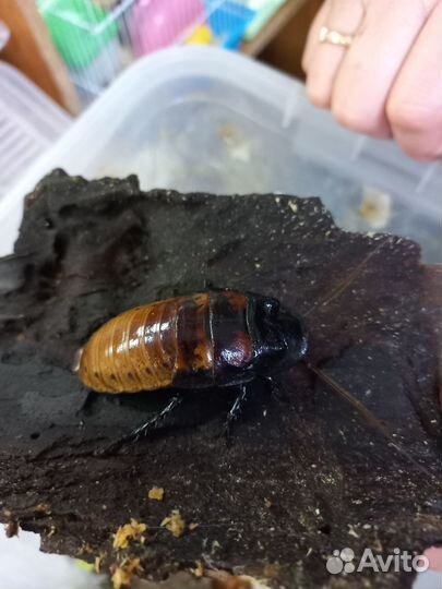 Мадагаскарский шипящий таракан