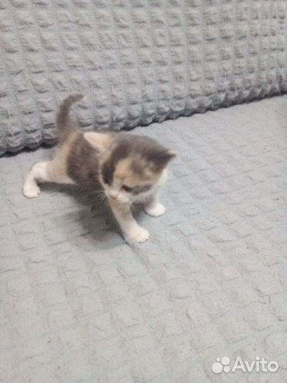 Отдам котят