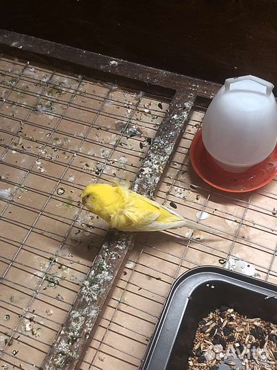 Волнистый попугай хагромо