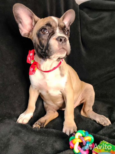 Собаки щенки французский бульдог