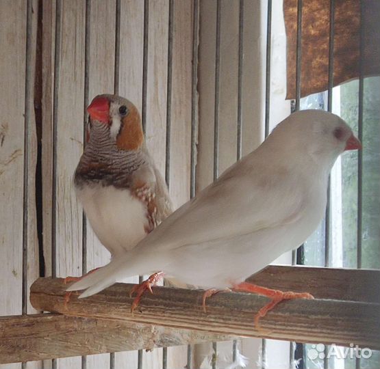 Зебровые амадины