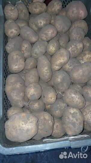 Продам картофель оптом