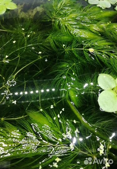 Набор растений для аквариума