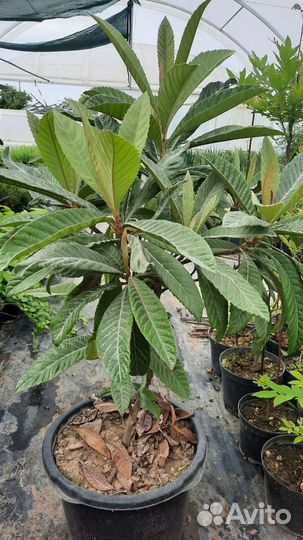 Мушмула японская