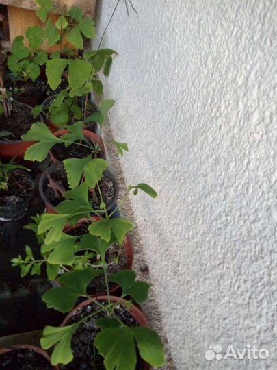 Саженцы гинко- билоба