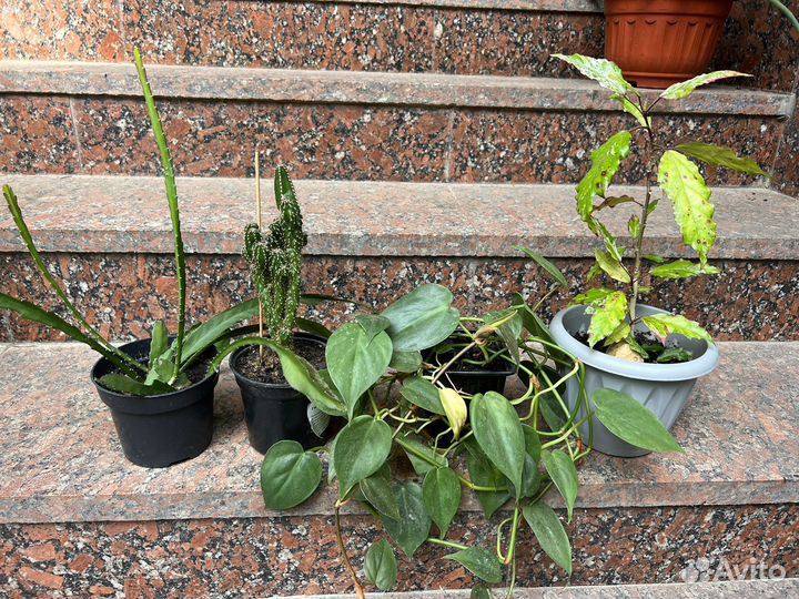 Комнатные цветы