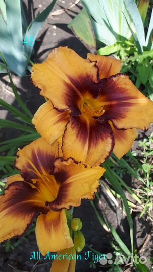 Лилейники. Домашняя коллекция