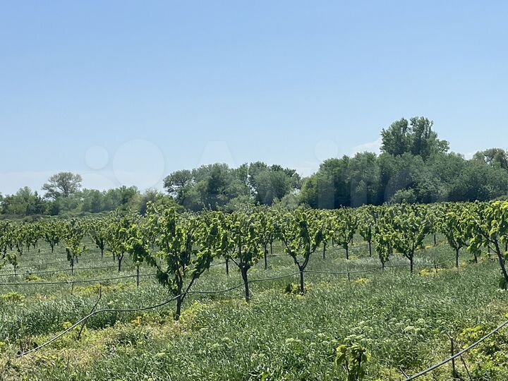 Участок 100 сот. (СНТ, ДНП)