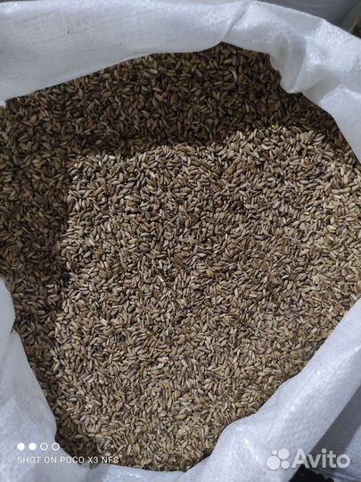 Семена расторопши