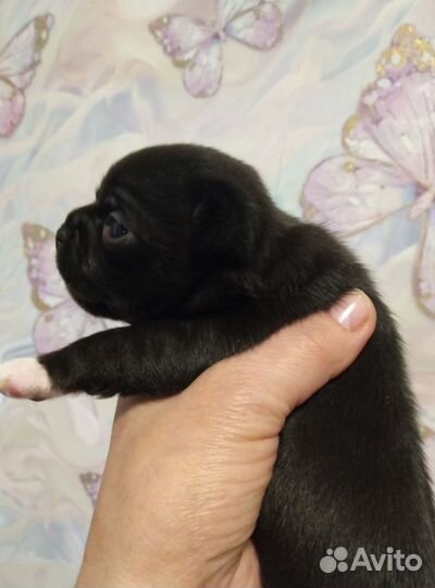 Чихуашечка няшечка