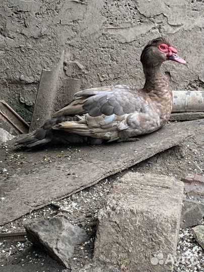 Индоутки мускусные тяжелые линии