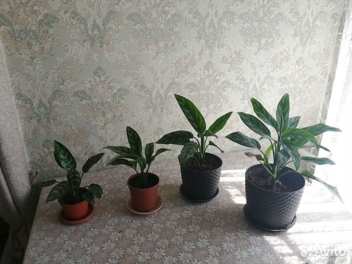 Аглаонемы и хлорофитумы