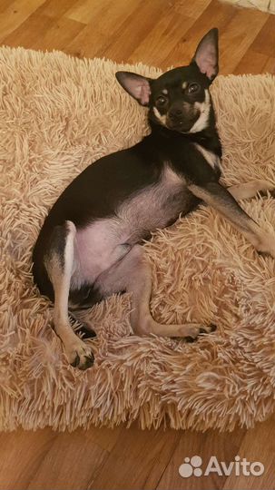 Той-терьер в добрые руки