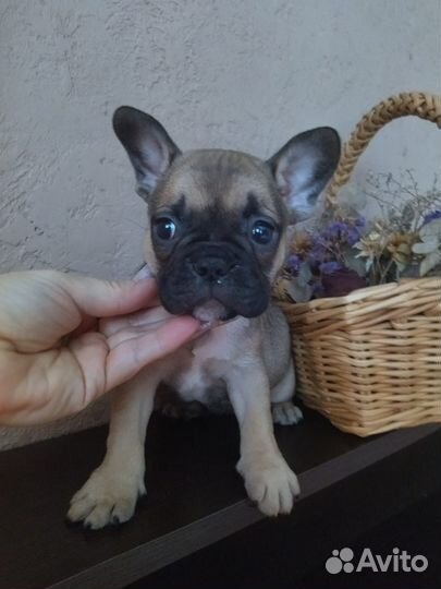 Французский бульдог
