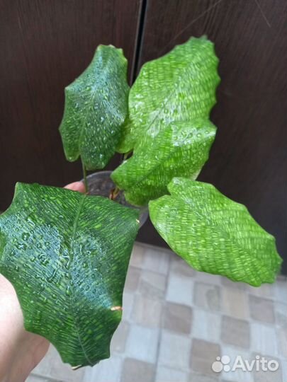 Калатея Нетворк Мозаика