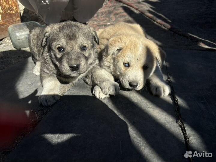 Щенки хаски