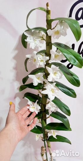 Орхидея дендробиум