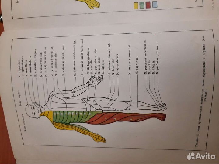 Атлас по неврологии Сандригайло