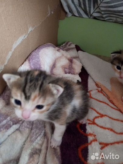 Кошечка и котята