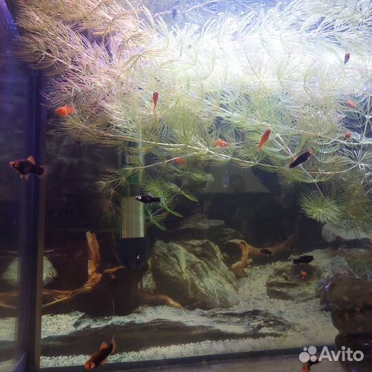 Мальки меченосцев. Возраст 2 месяца