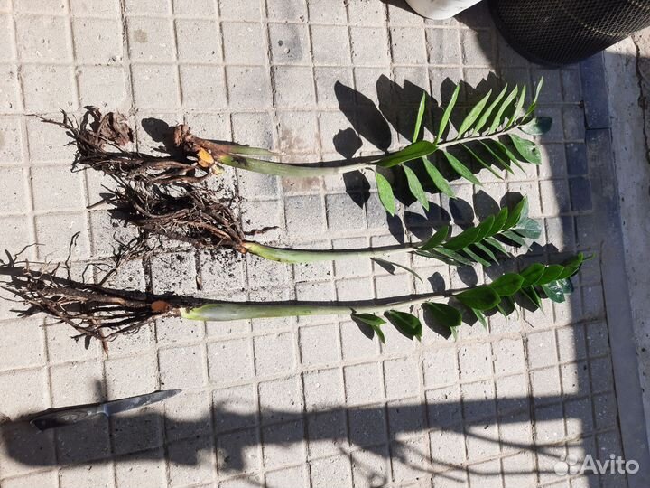 Замиокулькас